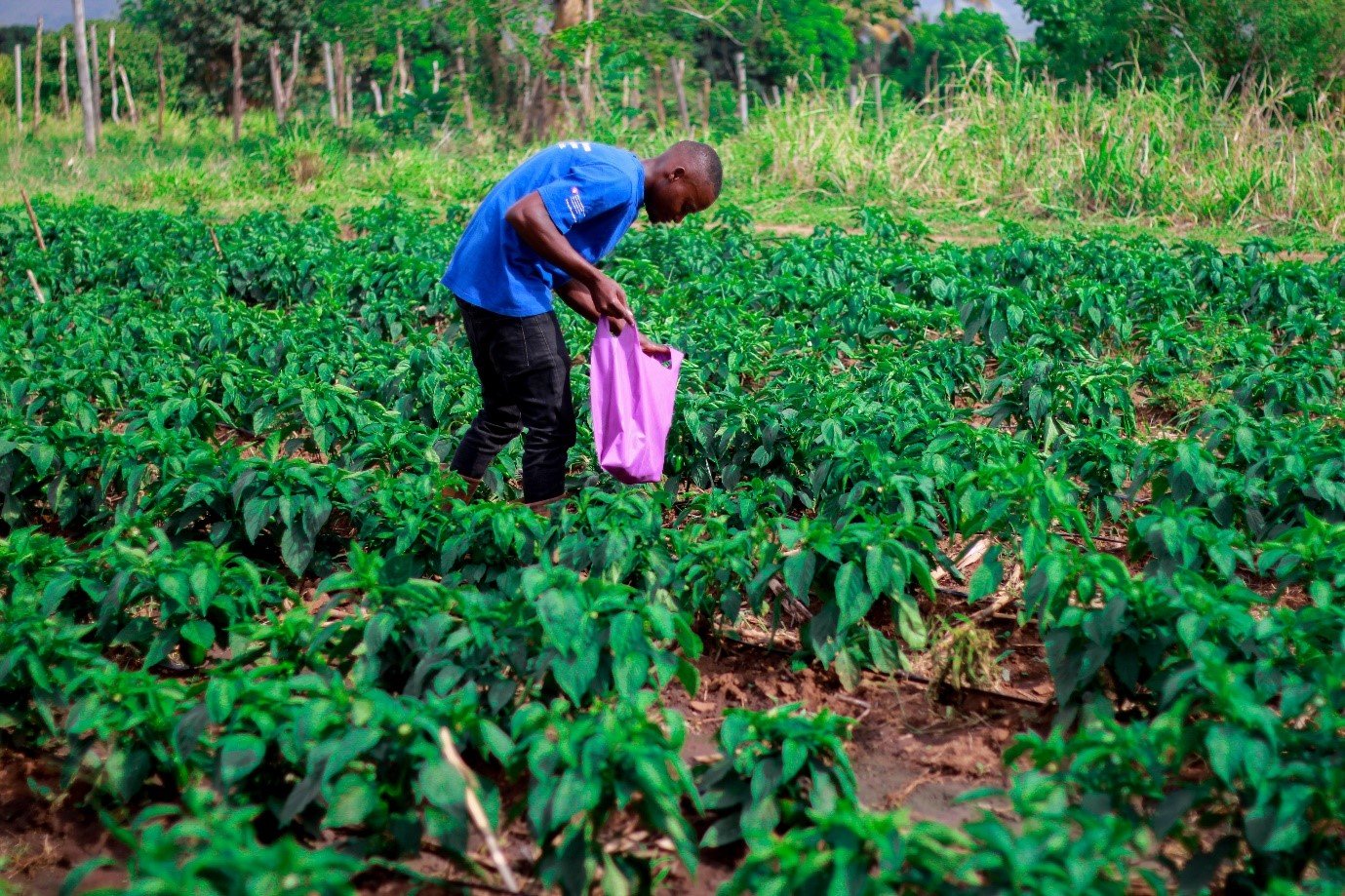 Agriculture & Food Security